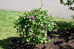 Prairie Petite Lilac (Syringa vulgaris 'Prairie Petite') at Schulte's Greenhouse & Nursery