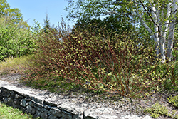 Bailey's Red Twig Dogwood (Cornus sericea 'Baileyi') at Schulte's Greenhouse & Nursery