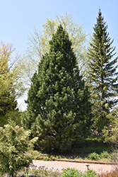 Swiss Stone Pine (Pinus cembra) at Schulte's Greenhouse & Nursery