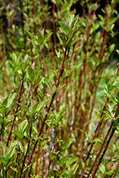 Arctic Fire Red Twig Dogwood (Cornus sericea 'Farrow') at Schulte's Greenhouse & Nursery