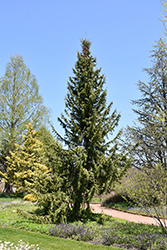 Serbian Spruce (Picea omorika) at Schulte's Greenhouse & Nursery