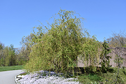 Scarlet Curls Willow (Salix 'Scarlet Curls') at Schulte's Greenhouse & Nursery