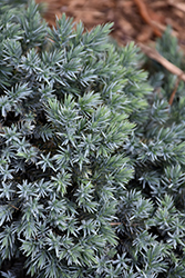 Blue Star Juniper (Juniperus squamata 'Blue Star') at Schulte's Greenhouse & Nursery