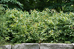 Bush Honeysuckle (Diervilla lonicera) at Schulte's Greenhouse & Nursery
