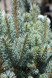 Blue Totem Spruce (Picea pungens 'Blue Totem') at Schulte's Greenhouse & Nursery