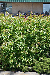 Butterfly Southern Bush Honeysuckle (Diervilla sessilifolia 'Butterfly') at Schulte's Greenhouse & Nursery