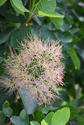 Cotton Candy American Smoketree (Cotinus obovatus 'Cotton Candy') at Schulte's Greenhouse & Nursery