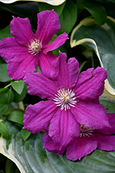 Ernest Markham Clematis (Clematis 'Ernest Markham') at Schulte's Greenhouse & Nursery