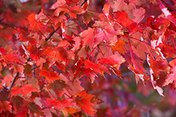 Autumn Radiance Red Maple (Acer rubrum 'Autumn Radiance') at Schulte's Greenhouse & Nursery