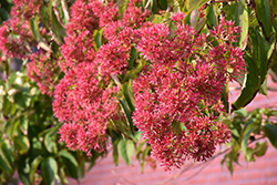 Seven-Son Flower (Heptacodium miconioides) at Schulte's Greenhouse & Nursery
