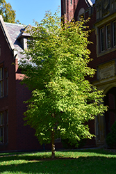 Three Flowered Maple (Acer triflorum) at Schulte's Greenhouse & Nursery