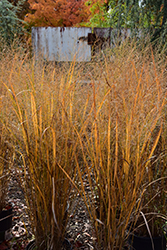 Northwind Switch Grass (Panicum virgatum 'Northwind') at Schulte's Greenhouse & Nursery