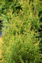 Fairy Lights Arborvitae (Thuja occidentalis 'Fairy Lights') at Schulte's Greenhouse & Nursery