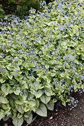 Jack Frost Bugloss (Brunnera macrophylla 'Jack Frost') at Schulte's Greenhouse & Nursery