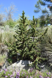 Bristlecone Pine (Pinus aristata) at Schulte's Greenhouse & Nursery