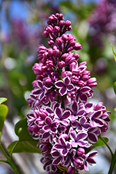 Sensation Lilac (Syringa vulgaris 'Sensation') at Schulte's Greenhouse & Nursery