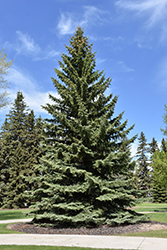Blue Colorado Spruce (Picea pungens 'var. glauca') at Schulte's Greenhouse & Nursery