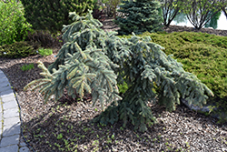 Weeping Blue Spruce (Picea pungens 'Pendula') at Schulte's Greenhouse & Nursery