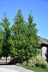 Trembling Aspen (Clump) (Populus tremuloides '(clump)') at Schulte's Greenhouse & Nursery