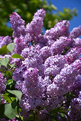 Common Lilac (Syringa vulgaris) at Schulte's Greenhouse & Nursery