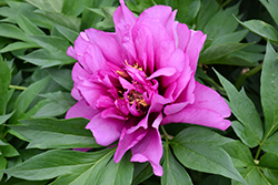 Morning Lilac Peony (Paeonia 'Morning Lilac') at Schulte's Greenhouse & Nursery