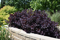Royal Purple Smokebush (Cotinus coggygria 'Royal Purple') at Schulte's Greenhouse & Nursery