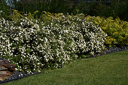 McKay's White Potentilla (Potentilla fruticosa 'McKay's White') at Schulte's Greenhouse & Nursery