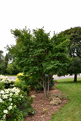 Korean Maple (Acer pseudosieboldianum) at Schulte's Greenhouse & Nursery
