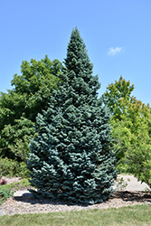 Arizona Compact Rocky Mountain Fir (Abies lasiocarpa 'Arizonica Compacta') at Schulte's Greenhouse & Nursery