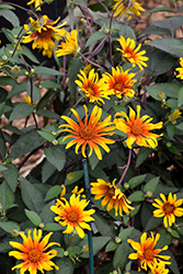 Burning Hearts False Sunflower (Heliopsis helianthoides 'Burning Hearts') at Schulte's Greenhouse & Nursery