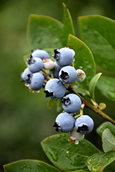 Northblue Blueberry (Vaccinium 'Northblue') at Schulte's Greenhouse & Nursery