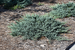 Blue Chip Juniper (Juniperus horizontalis 'Blue Chip') at Schulte's Greenhouse & Nursery