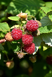 Boyne Raspberry (Rubus 'Boyne') at Schulte's Greenhouse & Nursery