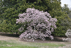 Leonard Messel Magnolia (Magnolia x loebneri 'Leonard Messel') at Schulte's Greenhouse & Nursery