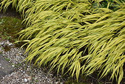 Golden Variegated Hakone Grass (Hakonechloa macra 'Aureola') at Schulte's Greenhouse & Nursery