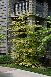 Golden Shadow Pagoda Dogwood (Cornus alternifolia 'Wstackman') at Schulte's Greenhouse & Nursery