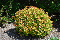 Double Play Candy Corn Spirea (Spiraea japonica 'NCSX1') at Schulte's Greenhouse & Nursery