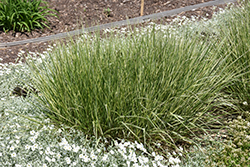 Variegated Reed Grass (Calamagrostis x acutiflora 'Overdam') at Schulte's Greenhouse & Nursery