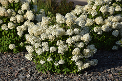 Bobo Hydrangea (Hydrangea paniculata 'ILVOBO') at Schulte's Greenhouse & Nursery