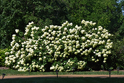 Limelight Hydrangea (Hydrangea paniculata 'Limelight') at Schulte's Greenhouse & Nursery