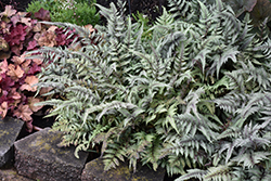 Japanese Painted Fern (Athyrium nipponicum 'Pictum') at Schulte's Greenhouse & Nursery
