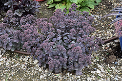 Rock 'N Grow Superstar Stonecrop (Sedum 'Superstar') at Schulte's Greenhouse & Nursery