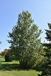 Trembling Aspen (Populus tremuloides) at Schulte's Greenhouse & Nursery