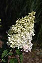 Berry White Hydrangea (Hydrangea paniculata 'Renba') at Schulte's Greenhouse & Nursery