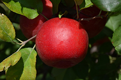 Haralred Apple (Malus 'Haralred') at Schulte's Greenhouse & Nursery