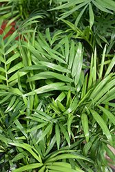 Neanthe Bella Palm (Chamaedorea elegans) at Schulte's Greenhouse & Nursery