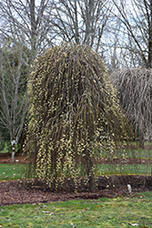 Weeping Pussy Willow (Salix caprea 'Pendula') at Schulte's Greenhouse & Nursery