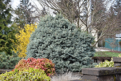 Zafiro Colorado Spruce (Picea pungens 'Zafiro') at Schulte's Greenhouse & Nursery