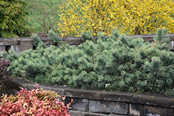 Albyn Prostrate Scotch Pine (Pinus sylvestris 'Albyn Prostrata') at Schulte's Greenhouse & Nursery