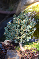 Scottie Blue Spruce (Picea pungens 'Scottie') at Schulte's Greenhouse & Nursery